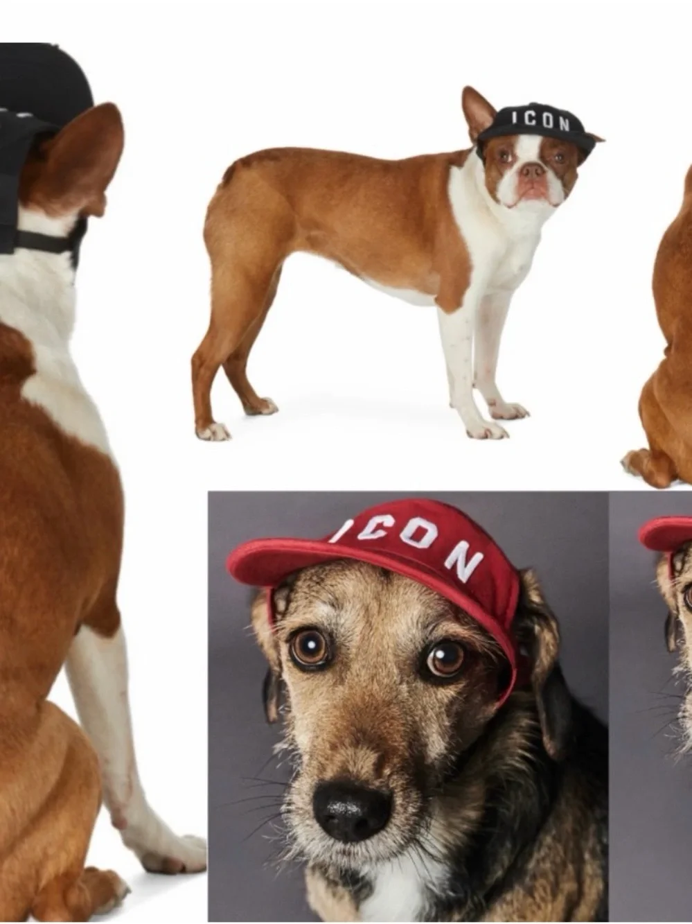 DSQUARED2 x Poldo Red 'ICON' Dog Baseball Cap